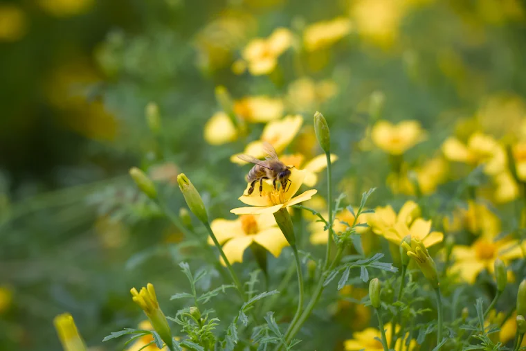 Fleißige Biene bei der Arbeit – Natur in Aktion.
