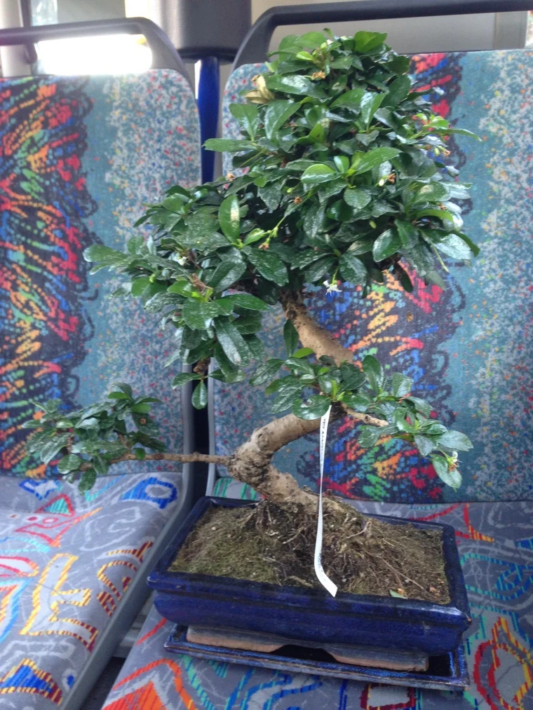 Mini-Baum auf Busfahrt.