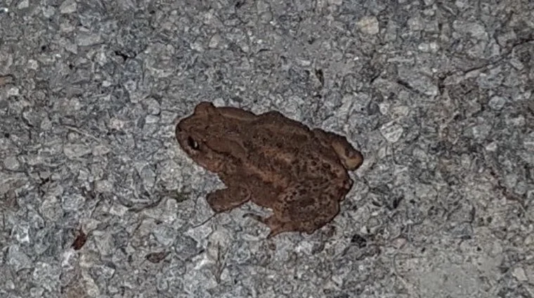 Kleiner Weggefährte auf großer Tour.