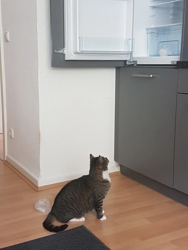 Leo nimmt den neuen Kühlschrank kritisch ins Visier.