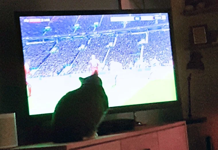 Leo hat anscheinend Gefallen am Fußball gefunden – zumindest am Fernseher.