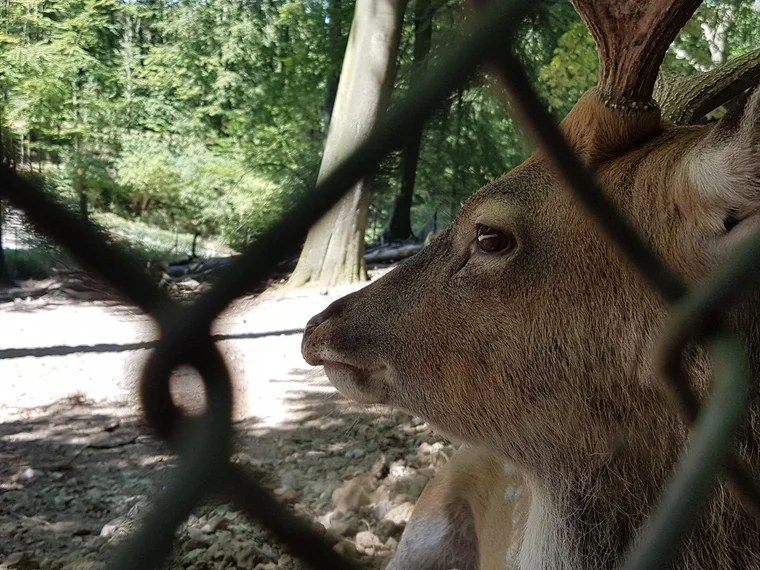 Ein trauriger Blick hinter den Maschen des Geheges.