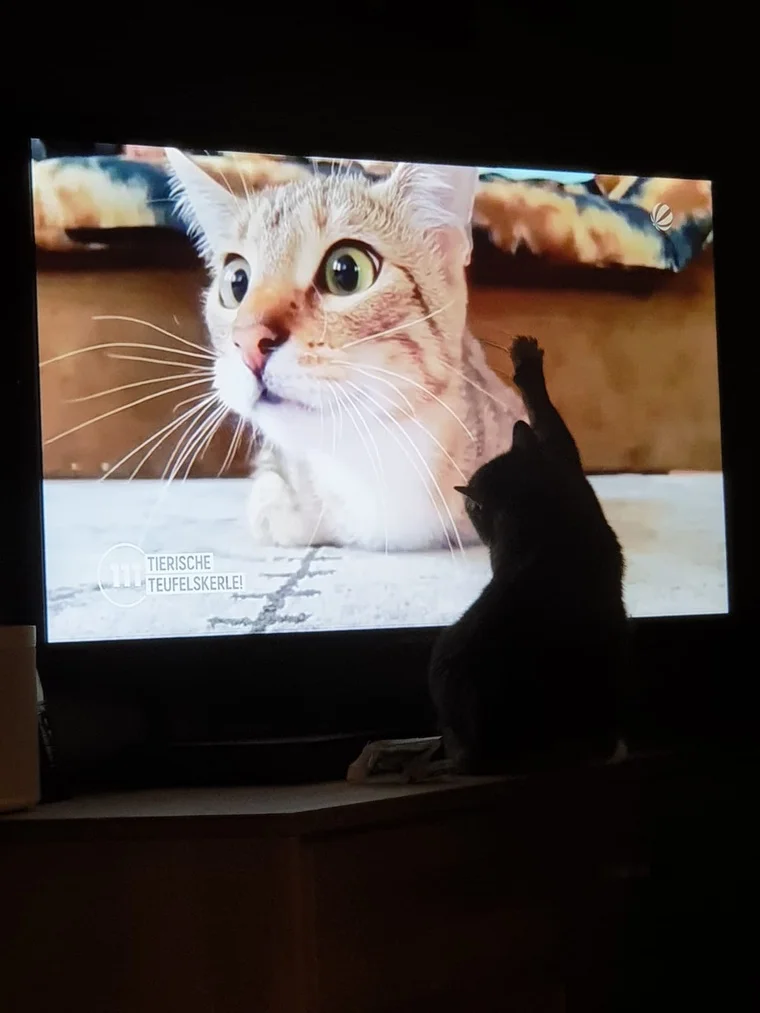 Werbung mit Katze – Leo ist Fan. Fußball geht aber auch.