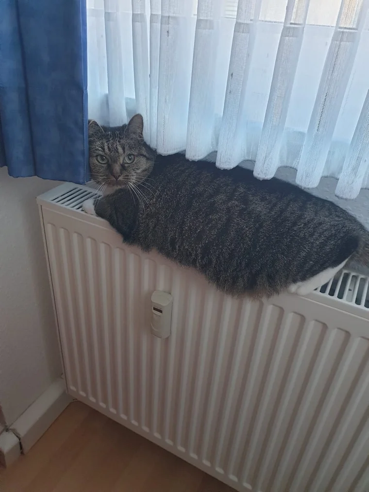 Leo auf der Heizung – er weiß, wo es warm ist