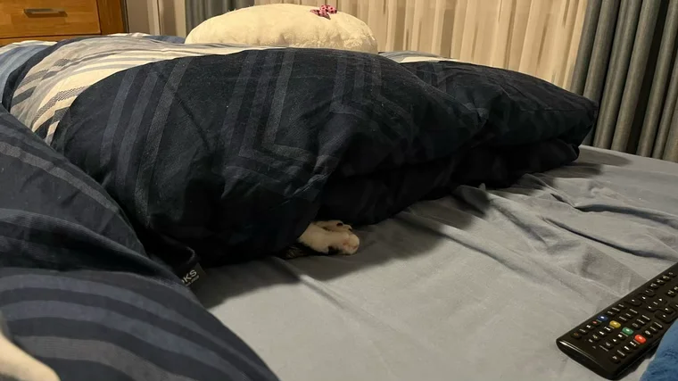 Leo's Hinterpfoten gucken unter der Decke hervor