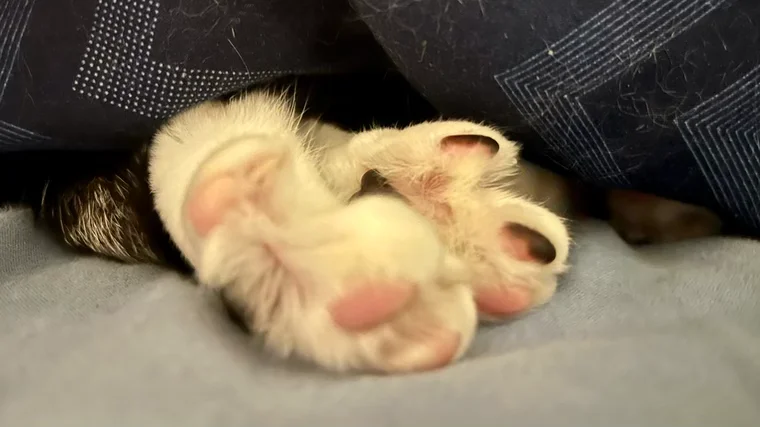 Kitzelalarm