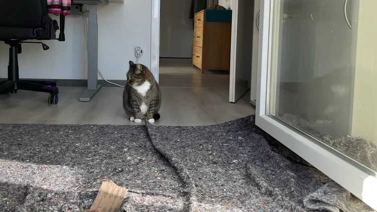 Leo – der strengste Bauleiter im Haus