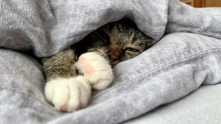 Ein kleiner König in seiner Kuschelfestung.