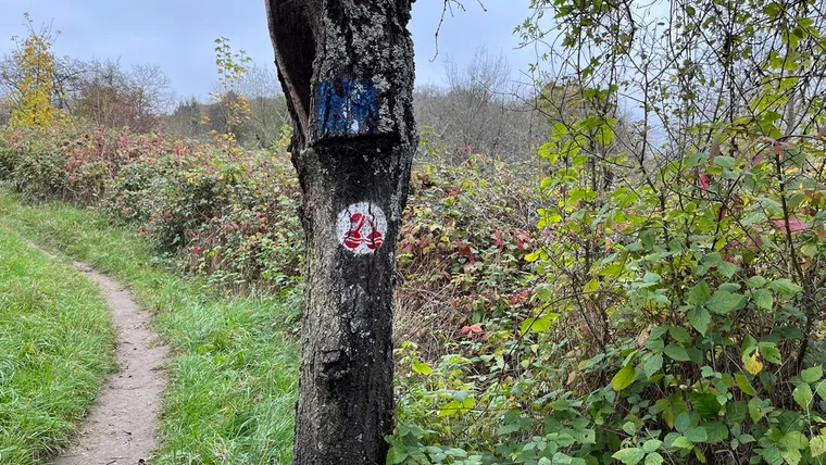 Wanderung auf dem Filsener Kirschenpfad – Weinberge rechts, Rhein links