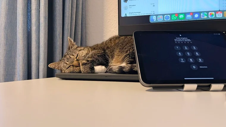 Leo auf einem seiner 1000 Lieblingsplätze – heute: der Laptop