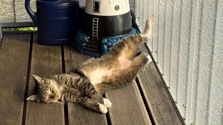Er lässt sich die Sonne auf den Bauch knallen.
